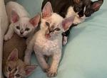 pandora and furry - Devon Rex Kitten For Sale - 