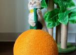 Precious - British Shorthair Cat For Sale - Fairfax, VA, US