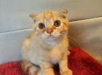 Sebastián - Scottish Fold Cat For Sale - New York, NY, US