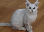 Silver shaded girl - Maine Coon Cat For Sale - 