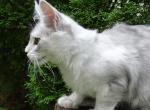 silver boy - Maine Coon Cat For Sale - Bridgewater Township, NJ, US