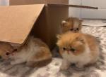 kittens - Persian Cat For Sale - Edgewood, WA, US