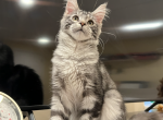 Maine Coon female Kitten avaliable - Maine Coon Cat For Sale - IL, US