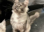 Maine coon black smoke boy avaliable - Maine Coon Cat For Sale - IL, US