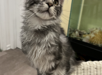 maine coon silver tabby boy avalible - Maine Coon Cat For Sale - IL, US