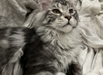 maine coon silver tabby boy - Maine Coon Cat For Sale - IL, US