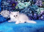 Little Logan - Persian Kitten For Sale - McKinney, TX, US