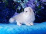 Kenny - Persian Cat For Sale - McKinney, TX, US