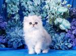 Preston - Persian Cat For Sale - McKinney, TX, US