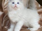 Randy - Ragdoll Kitten For Sale - Savannah, GA, US
