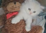 Scottish Longhair kitten - Scottish Straight Cat For Sale - Pompano Beach, FL, US