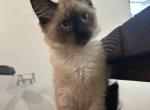 Sweet Baby Seal Point - Balinese Cat For Sale - CA, US