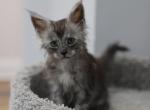 Olivia - Maine Coon Cat For Sale - NY, US