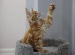 Fiona - Maine Coon Cat For Sale - NY, US