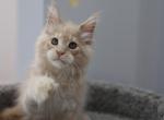 Truffle - Maine Coon Cat For Sale - NY, US