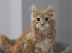 Jordan - Maine Coon Cat For Sale - NY, US