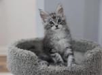 Lord - Maine Coon Cat For Sale - NY, US