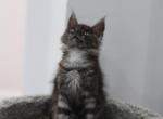 Mars - Maine Coon Cat For Sale - NY, US