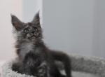 Gustaw - Maine Coon Cat For Sale - NY, US