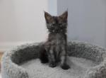 Tiffany - Maine Coon Cat For Sale - NY, US