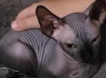 Black Male - Sphynx Cat For Sale - Rockford, IL, US