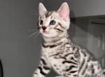 Gabbana - Bengal Cat For Sale - Totowa, NJ, US