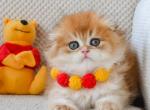 Alex - Scottish Fold Cat For Sale - Hollywood, FL, US