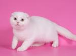 Tyson - Scottish Fold Cat For Sale - Hollywood, FL, US