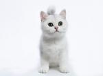 Jessika - British Shorthair Cat For Sale - Hollywood, FL, US