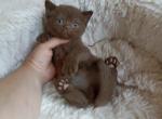 Ostap - British Shorthair Cat For Sale - Hollywood, FL, US