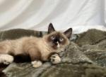 Lorex - Ragdoll Cat For Sale - Mount Vernon, WA, US