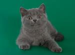 Medina - British Shorthair Cat For Sale - Hollywood, FL, US