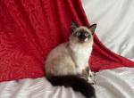 Darcy - Ragdoll Kitten For Sale - Mount Vernon, WA, US