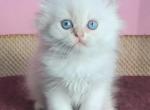 Filemon - British Shorthair Cat For Sale - Hollywood, FL, US