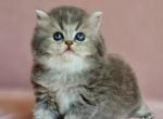 Sheridan - British Shorthair Cat For Sale - Miami, FL, US