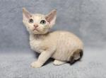 Alf - Devon Rex Cat For Sale - Miami, FL, US