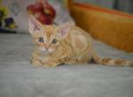 Liam - Devon Rex Cat For Sale - Miami, FL, US