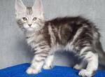 Hugo Boss - Maine Coon Cat For Sale - Miami, FL, US