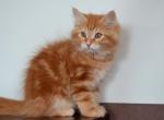 Leonard - Siberian Cat For Sale - Norwalk, CT, US