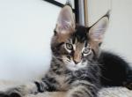 Hammer - Maine Coon Cat For Sale - Norwalk, CT, US