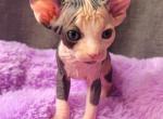 Felina - Sphynx Cat For Sale - Norwalk, CT, US