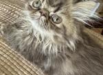 Chocolate tabby Peanut - Persian Cat For Sale - Charlotte, NC, US