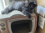 Onyx longhair Persian black smoke - Persian Cat For Sale - Charlotte, NC, US