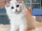 Blue Bicolor Girl 10 - Ragdoll Cat For Sale - Fontana, CA, US