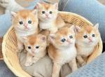 Golden Shaded - British Shorthair Cat For Sale - Fontana, CA, US