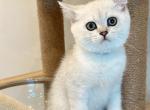 BSH Silver Shaded Girl - British Shorthair Cat For Sale - Fontana, CA, US