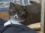 Bella Scottish Straight Kitten Chocolate male - Scottish Fold Cat For Sale - Jobstown, NJ, US