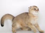 Scottish B1 - Scottish Fold Kitten For Sale - New York, NY, US