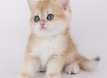 British D2 - British Shorthair Cat For Sale - New York, NY, US