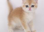 British D3 - British Shorthair Cat For Sale - New York, NY, US